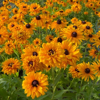 Rudbekia Goldilocks