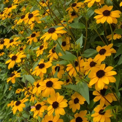 Rudbekia trojlaločná