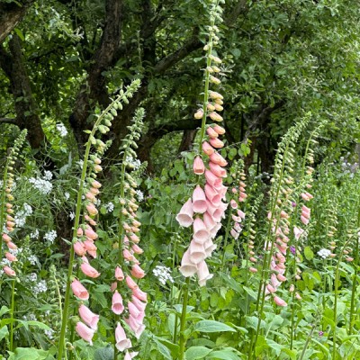 Náprstník marhuľový