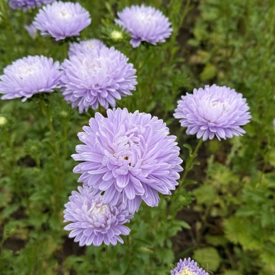 Astra čínska levanduľová