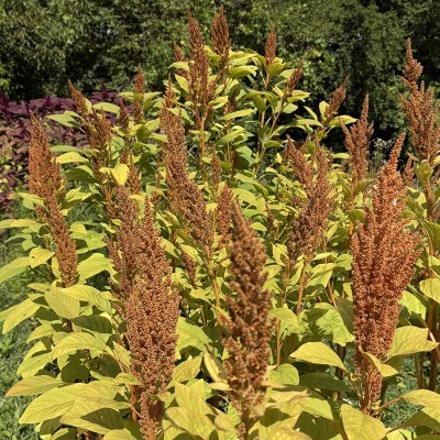 Láskavec Hot Biscuits