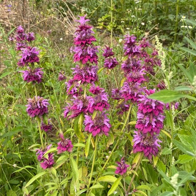 Monarda Bergamo